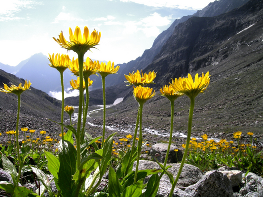 Quels sont les bienfaits de l'arnica
